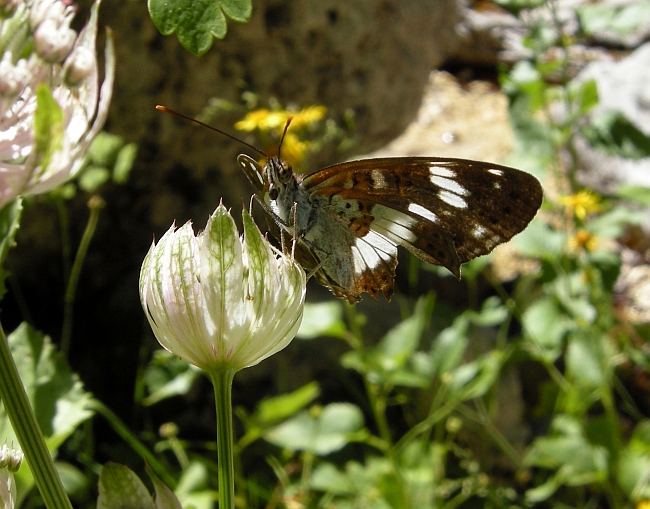 Limenitis reducta e camilla